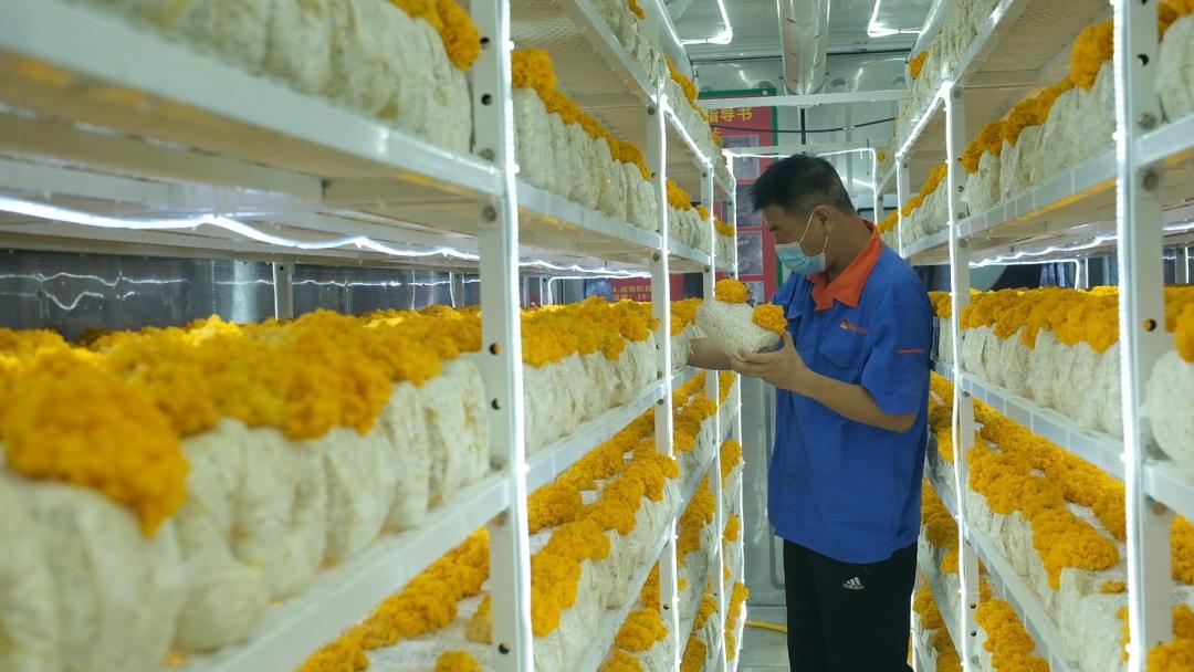 ɽ�|���f�����S�𡱮a(ch��n)�I(y��)����ġ������������Ƽ���(w��n)�a(ch��n)��